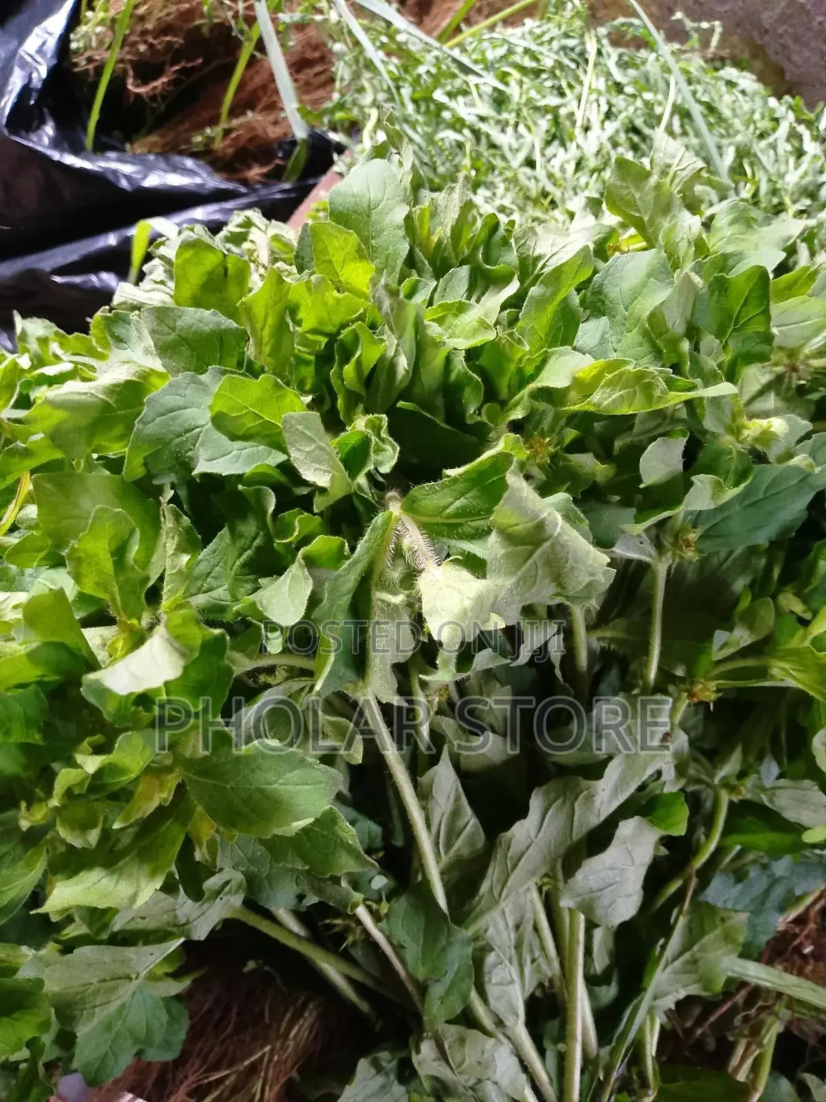 Fresh 40ghc and Dried Plants ( 60ghc Upward ) Are Available
