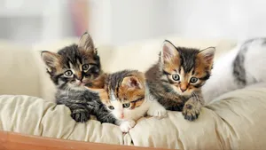 0-1 month Female Mixed Breed American Shorthair