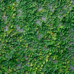 Creeping Fig Vine/Ficus Pumila
