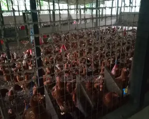 Poultry Farm for Rent