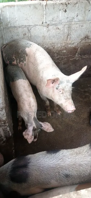 Pigs /Piglets