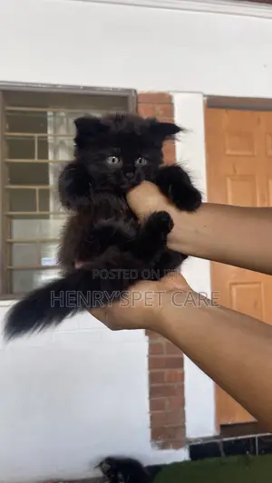 1-3 months Female Purebred Maine Coon