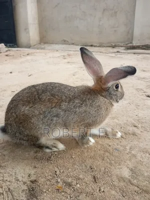 Female and Male Rabbits