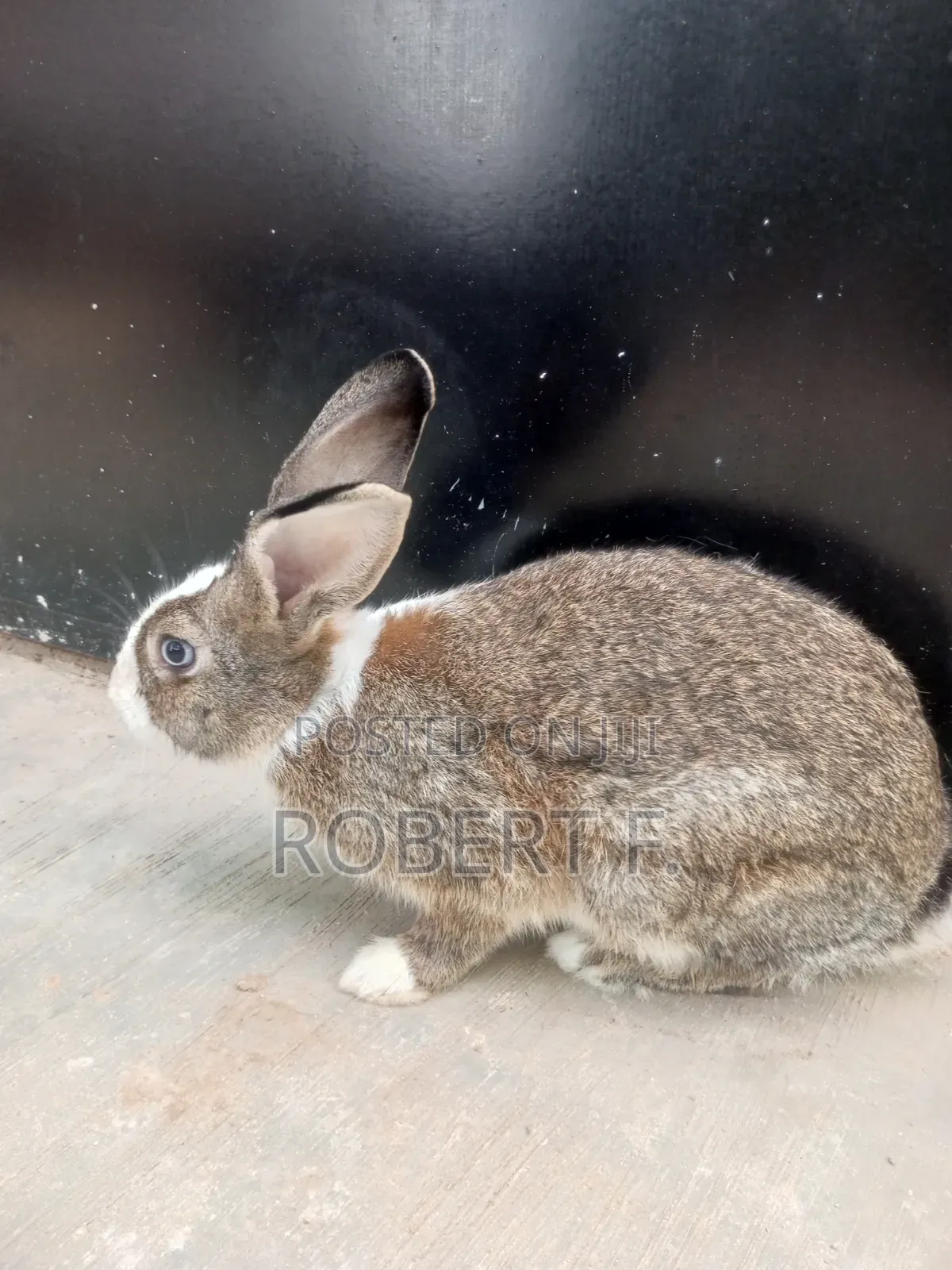 Female and Male Rabbits