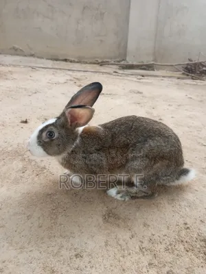 Female and Male Rabbits