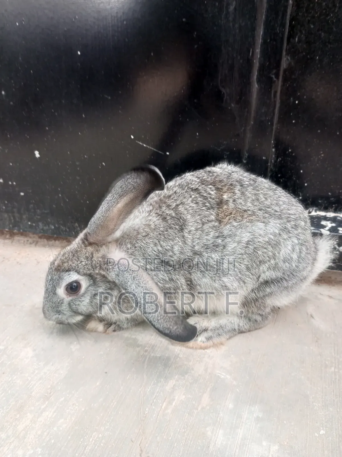 Female and Male Rabbits