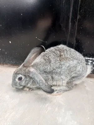 Female and Male Rabbits
