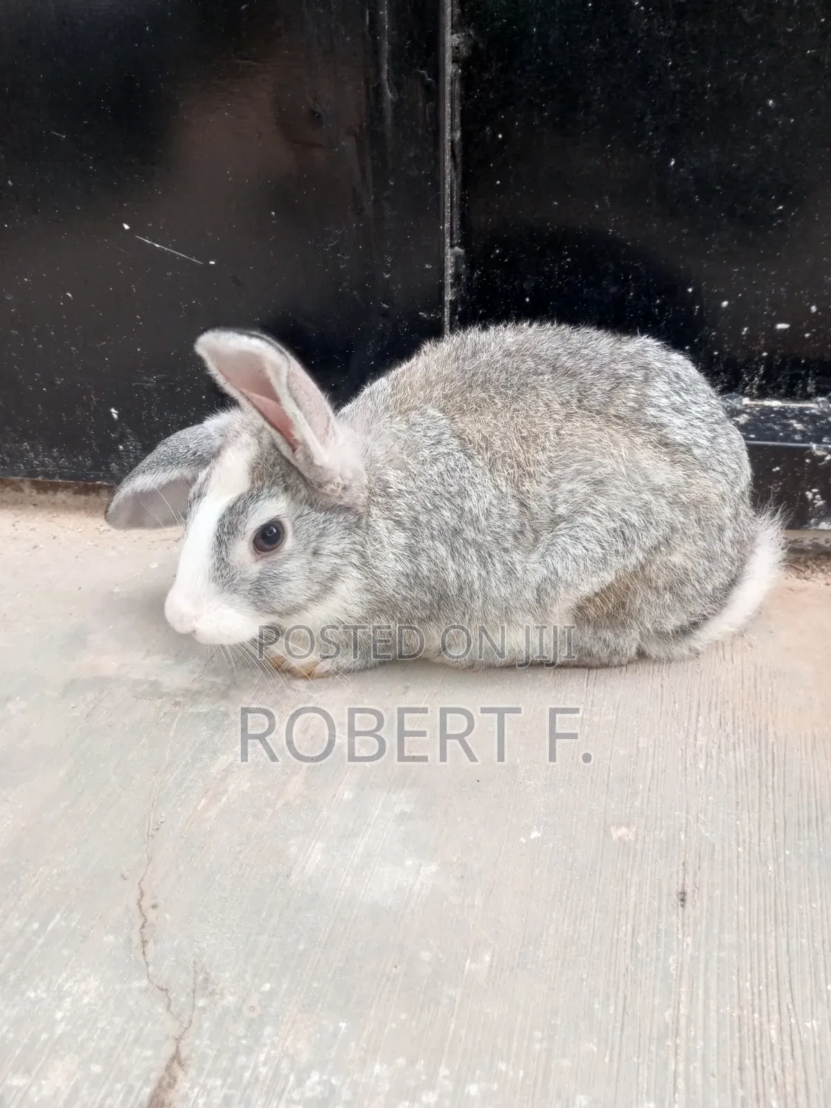 Female and Male Rabbits