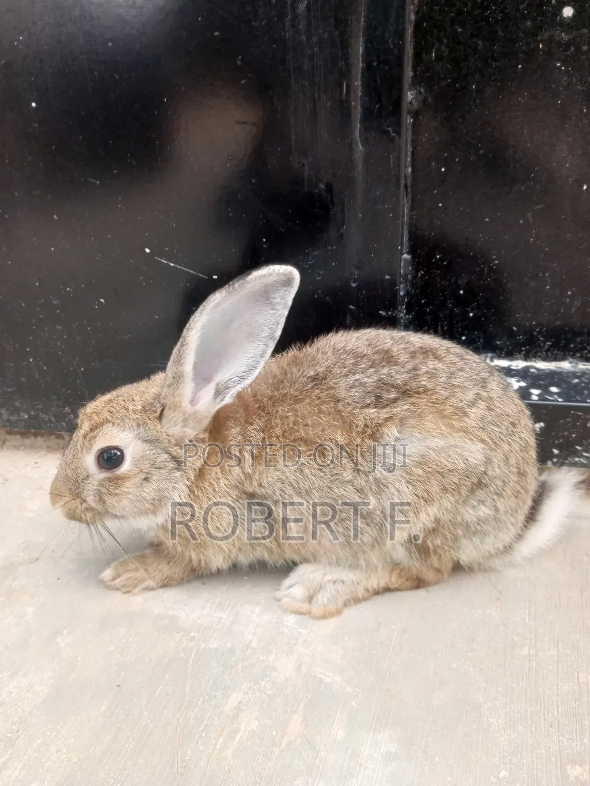 Female and Male Rabbits