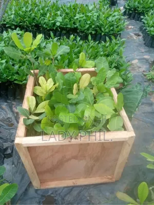 Certified Grafted Cashew Seedlings And Other Seedlings