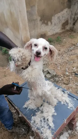 Pet Grooming Services
