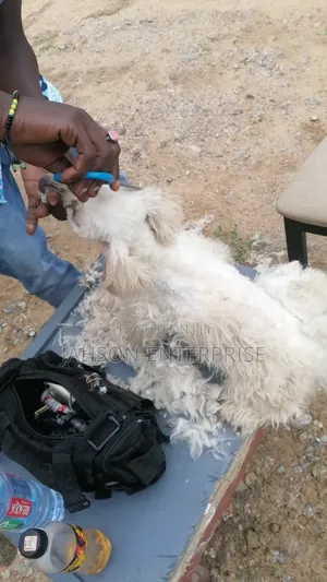 Pet Grooming Services