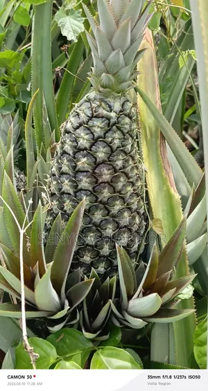 Sugarloaf Pineapple