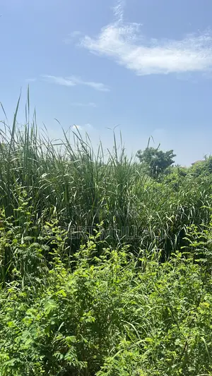 1 Plot of Land for Sale at Tatop Weija