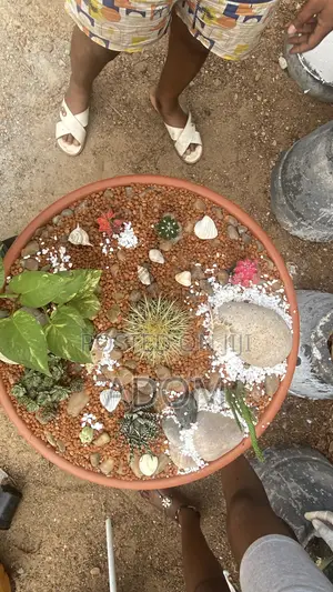 Cactus Bowl