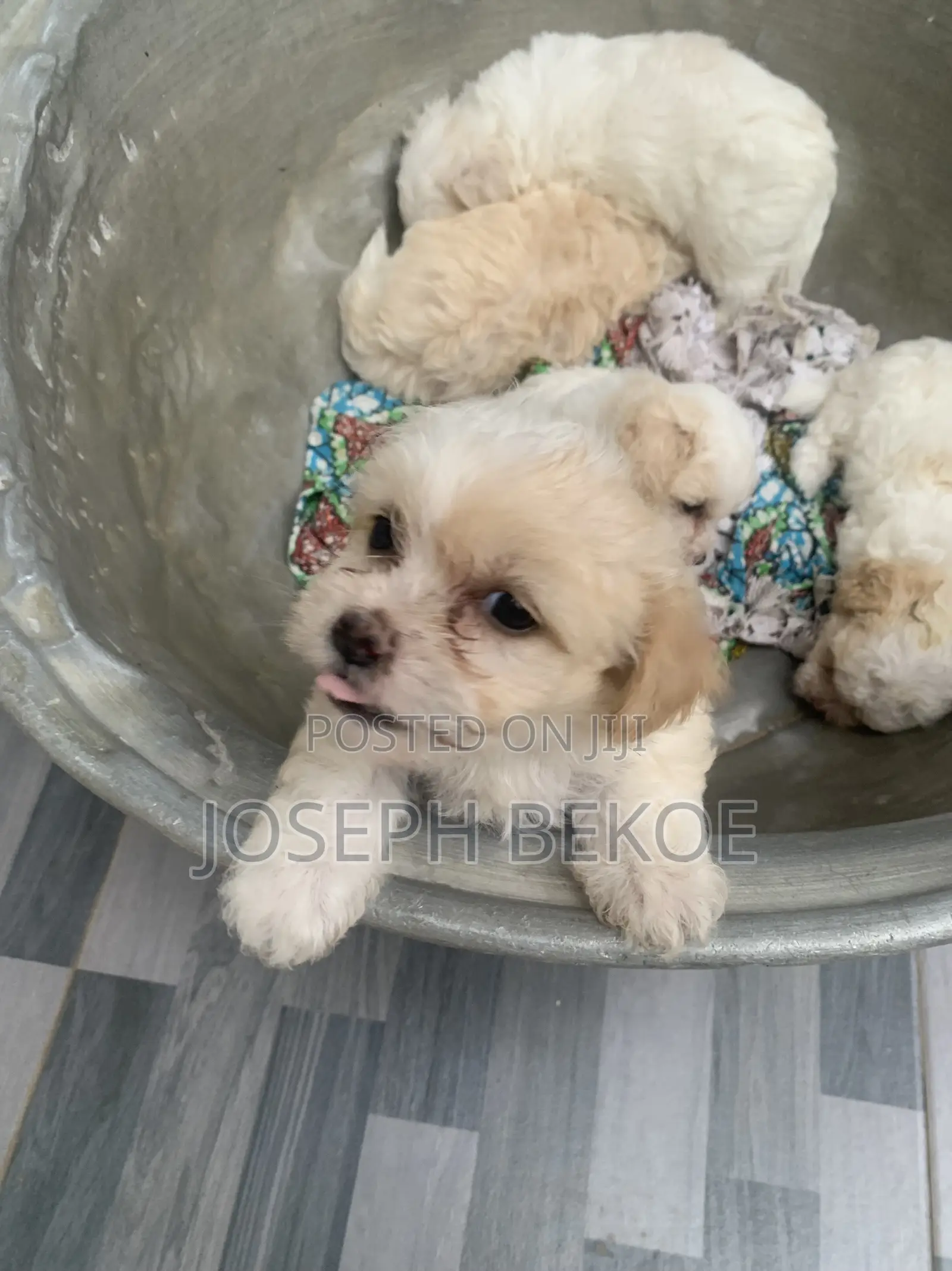 1-3 months Female Purebred Poodle