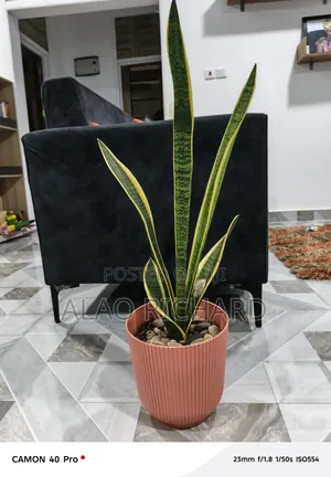 Snake Plant With Pot and Sea Pebbles
