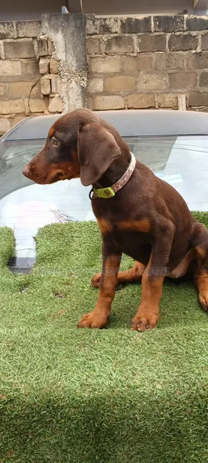 1-3 months Female Purebred Doberman Pinscher