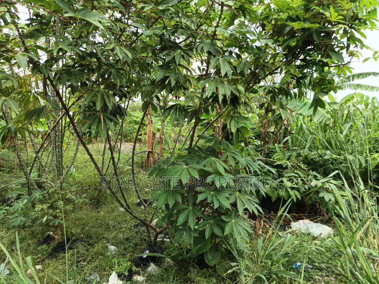 2 Plots for Sale at Atimatim Maase ( Near Pankrono)