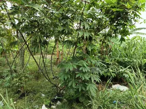 2 Plots for Sale at Atimatim Maase ( Near Pankrono)
