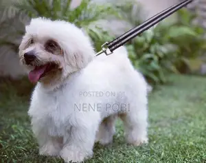 1+ year Female Purebred Poodle