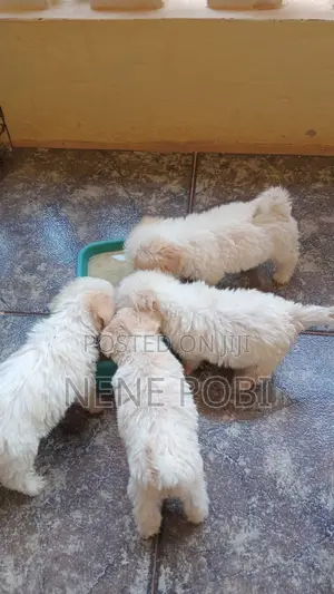 1-3 months Female Purebred Poodle
