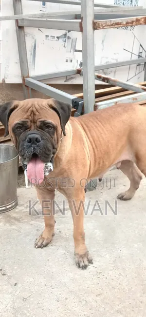 1+ year Female Purebred Bullmastiff