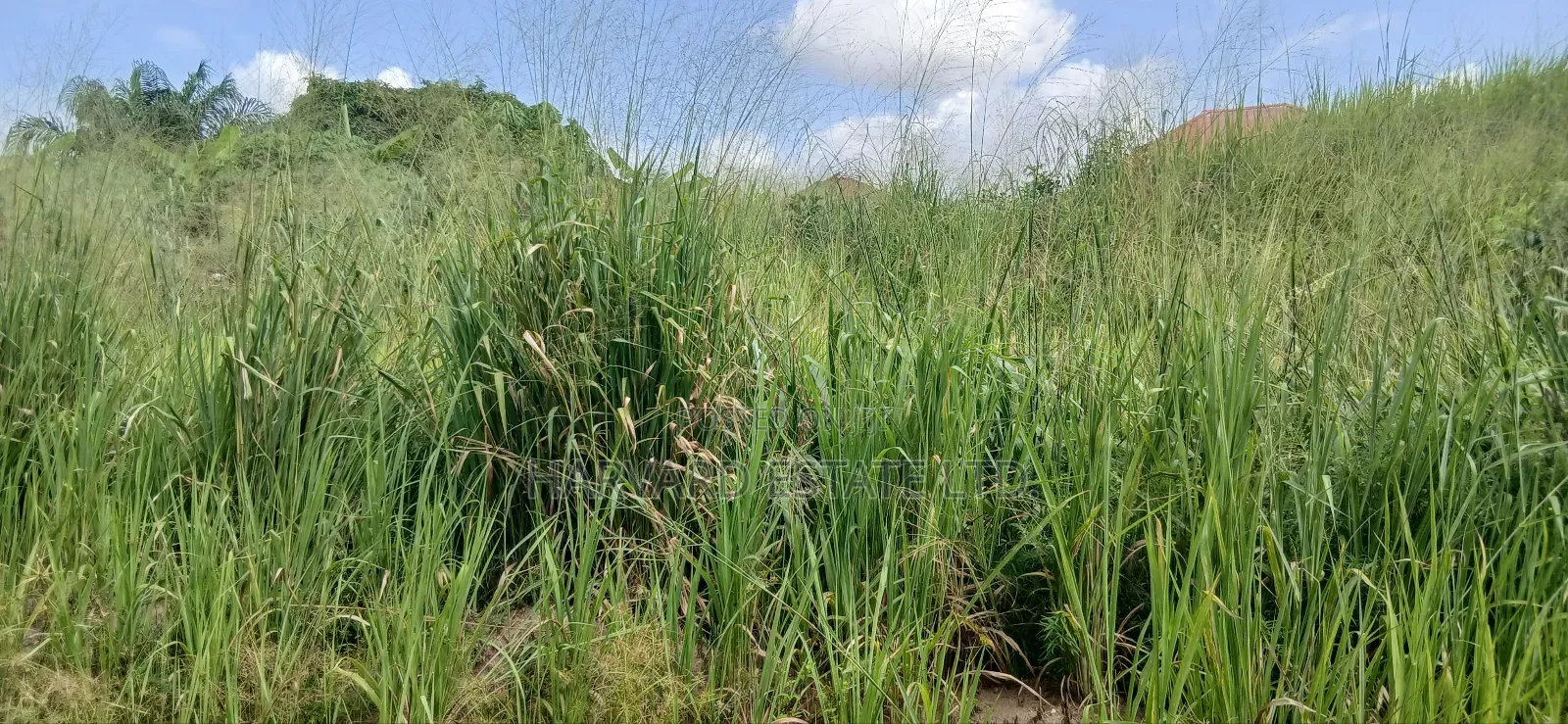 Double Plot of Land, Emena Knust Campus