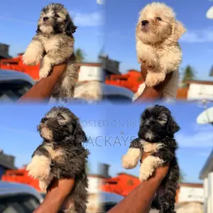 1-3 months Male Purebred Maltese
