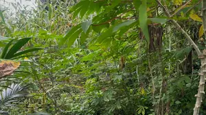 Fertile Farmlands for Sale
