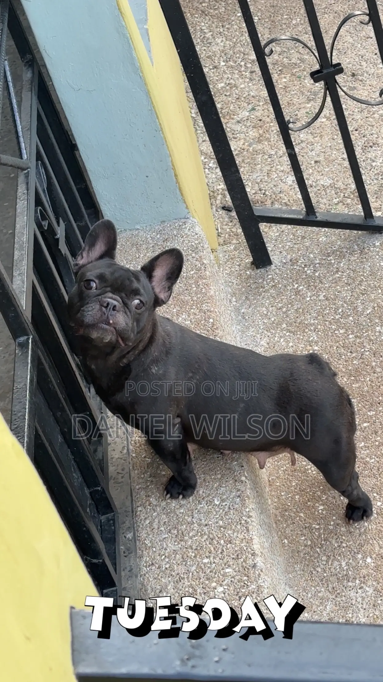1+ year Female Purebred French Bulldog