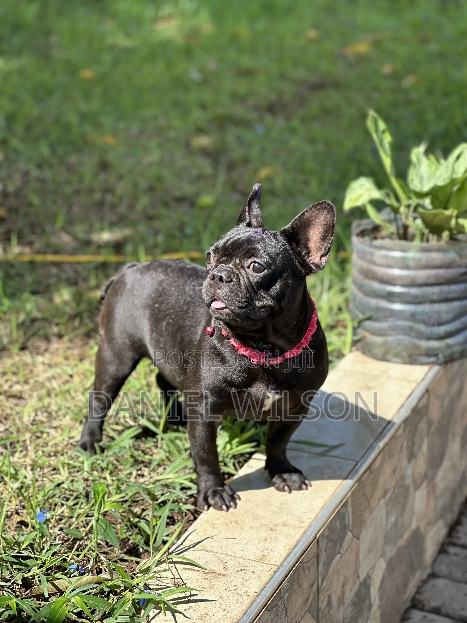 1+ year Female Purebred French Bulldog