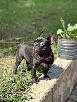 1+ year Female Purebred French Bulldog