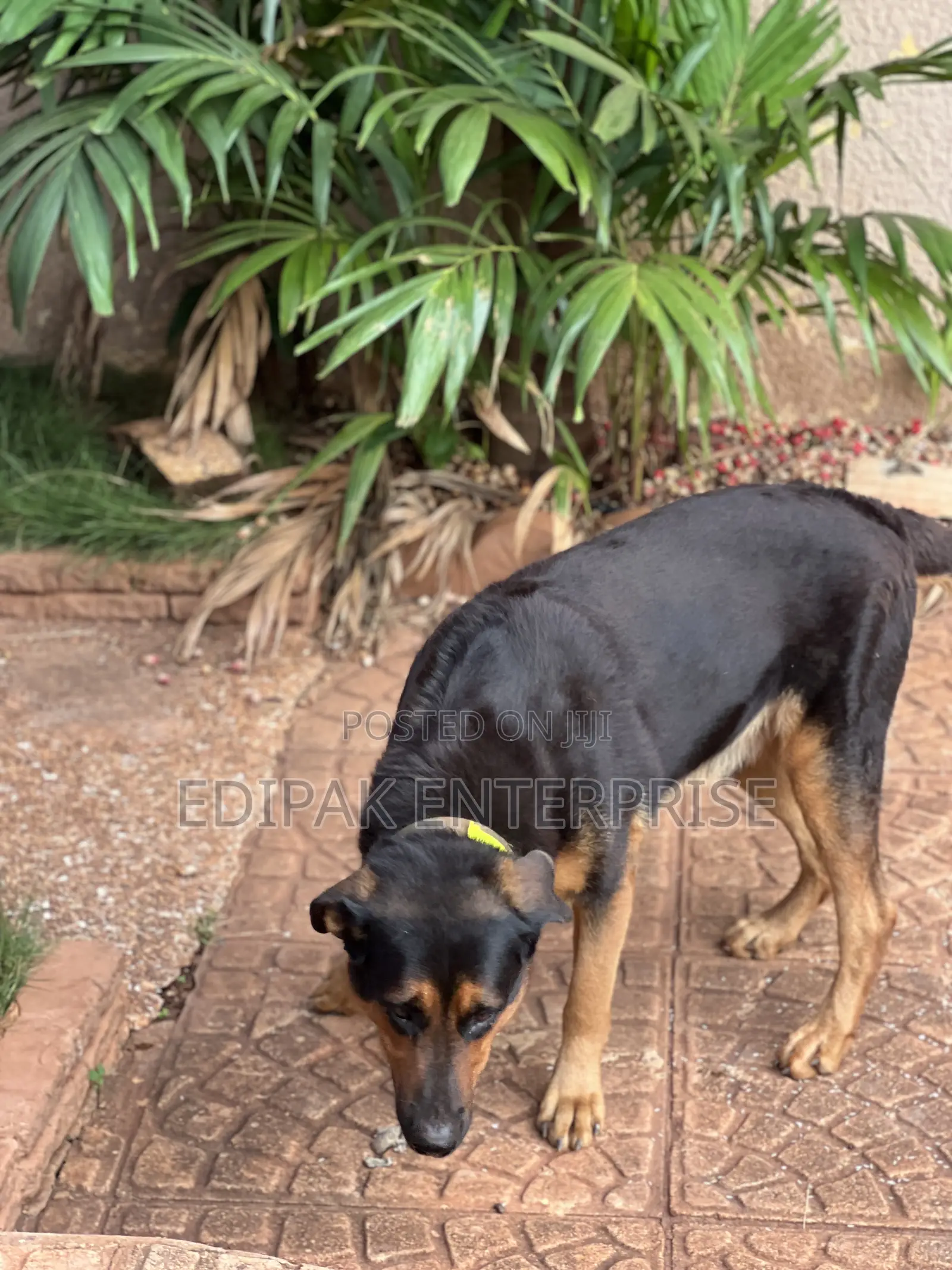 1+ year Male Purebred German Shepherd