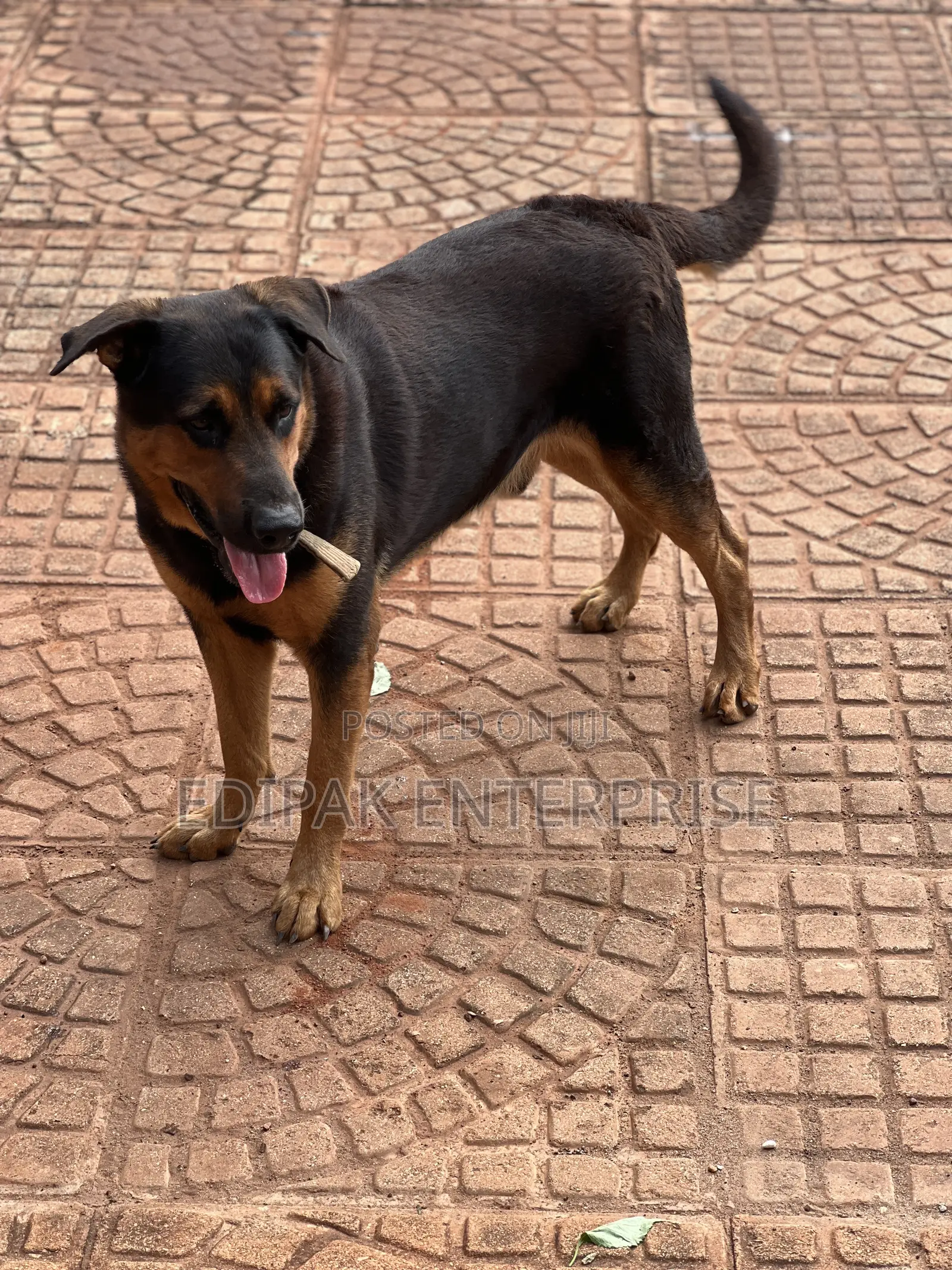 1+ year Male Purebred German Shepherd