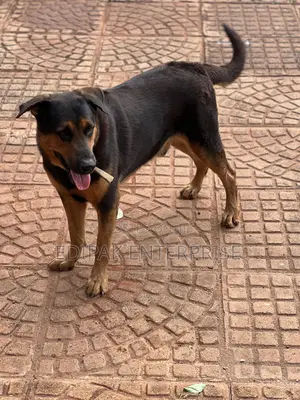 1+ year Male Purebred German Shepherd