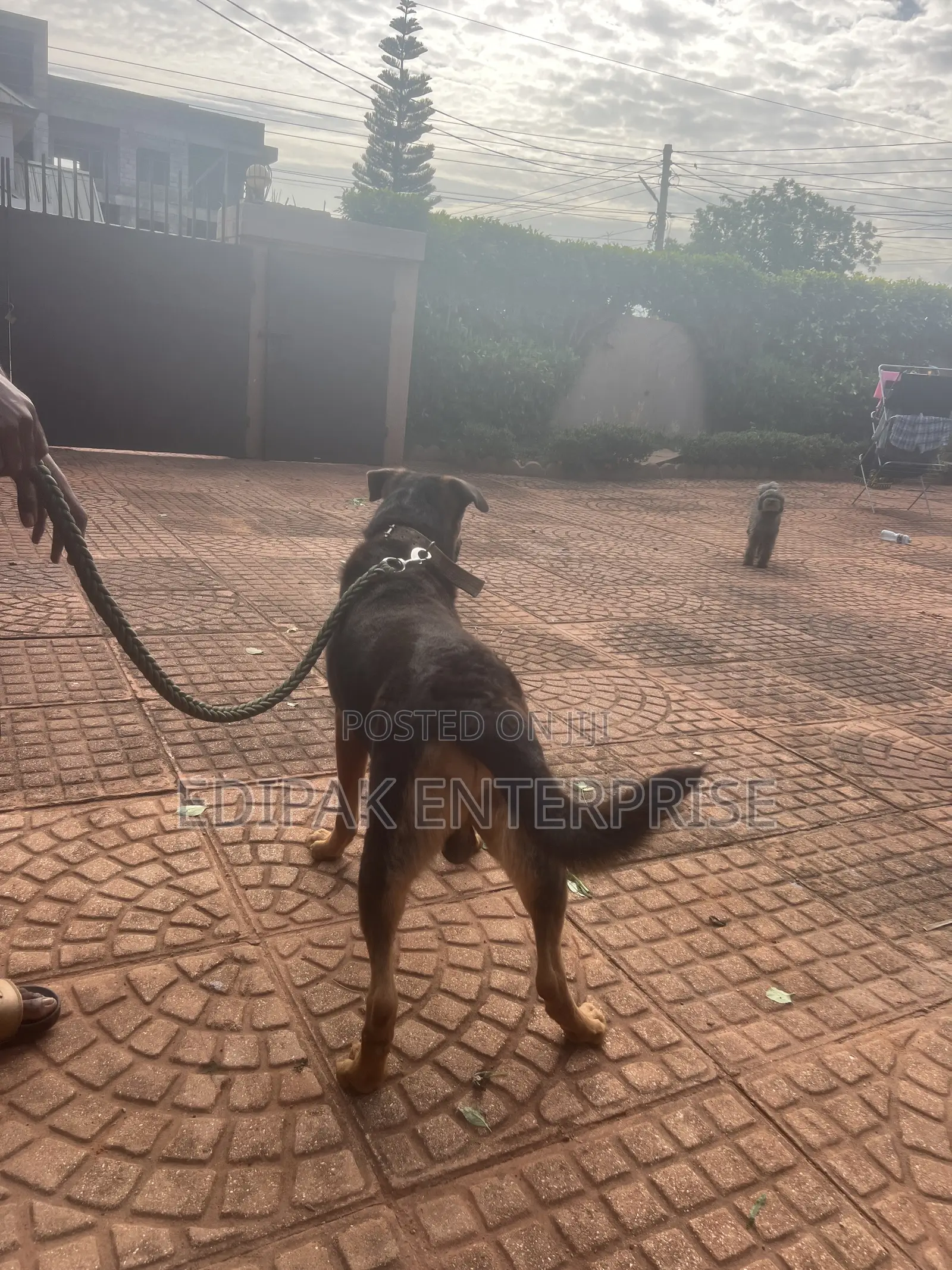 1+ year Male Purebred German Shepherd