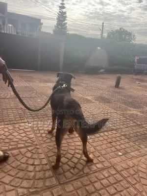 1+ year Male Purebred German Shepherd