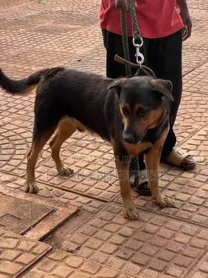 1+ year Male Purebred German Shepherd