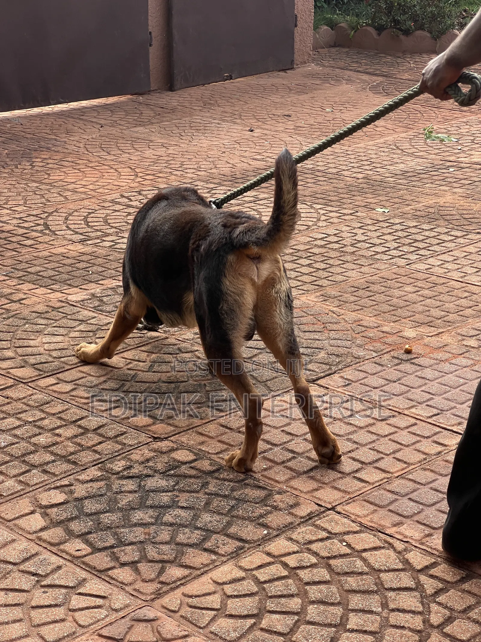 1+ year Male Purebred German Shepherd