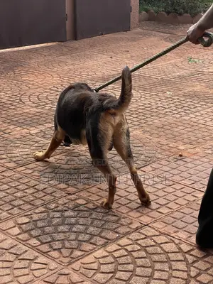 1+ year Male Purebred German Shepherd
