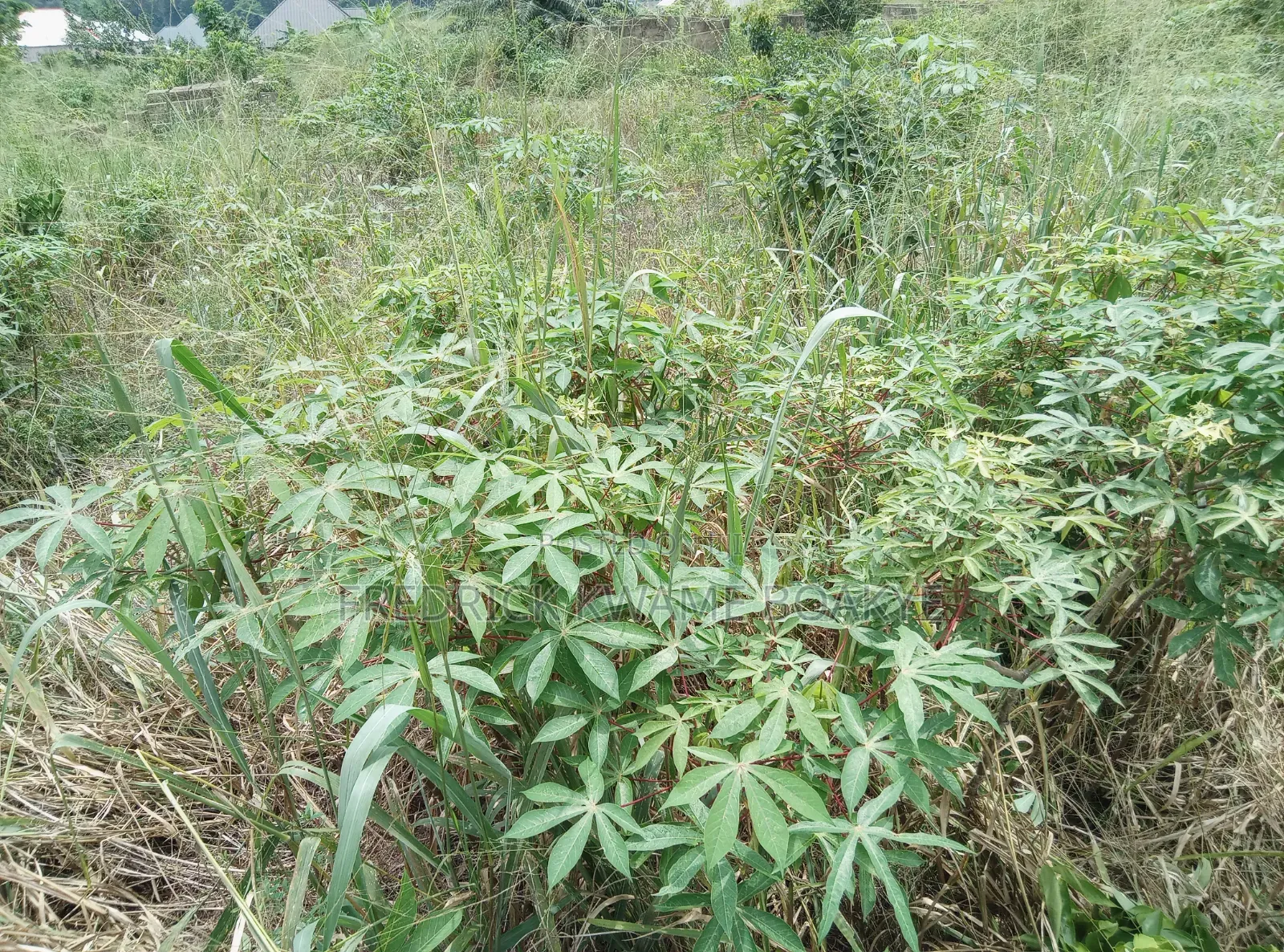 Half Plot of Land for Sale at Ipt Bokankye
