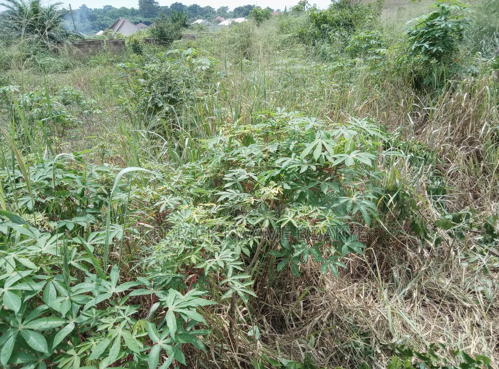 Half Plot of Land for Sale at Ipt Bokankye