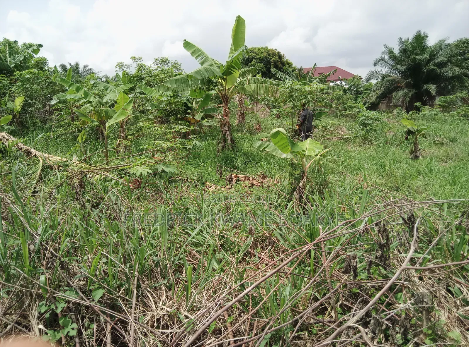 2 Plots of Hotel Land for Sale at Ipt Nyankyereniase