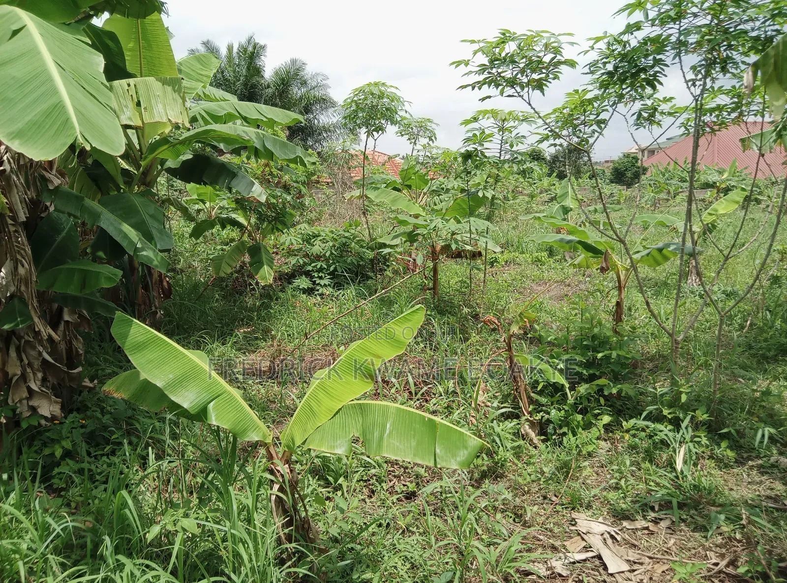 2 Plots of Hotel Land for Sale at Ipt Nyankyereniase