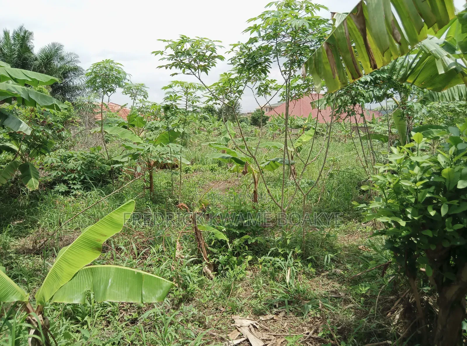 2 Plots of Hotel Land for Sale at Ipt Nyankyereniase