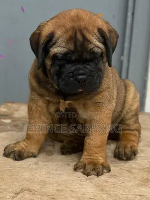 1-3 months Male Purebred Boerboel