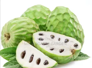 Cherimoya Custard Apple Plant Seedling