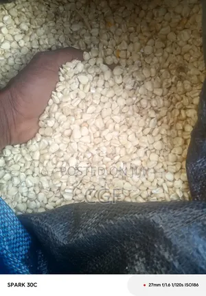 White Maize/Corn for Sale