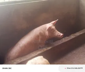Organic Pork/ Pig Meat